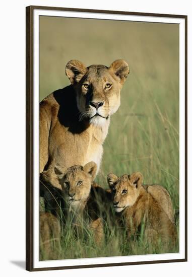 Lioness Sitting with Cubs-Paul Souders-Framed Premium Photographic Print