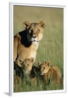 Lioness Sitting with Cubs-Paul Souders-Framed Premium Photographic Print