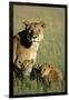 Lioness Sitting with Cubs-Paul Souders-Framed Premium Photographic Print