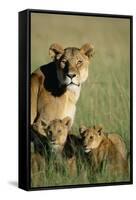 Lioness Sitting with Cubs-Paul Souders-Framed Stretched Canvas