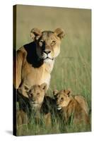 Lioness Sitting with Cubs-Paul Souders-Stretched Canvas