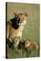 Lioness Sitting with Cubs-Paul Souders-Stretched Canvas