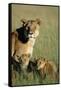 Lioness Sitting with Cubs-Paul Souders-Framed Stretched Canvas