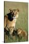 Lioness Sitting with Cubs-Paul Souders-Stretched Canvas