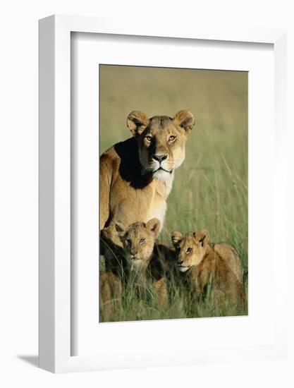 Lioness Sitting with Cubs-Paul Souders-Framed Photographic Print