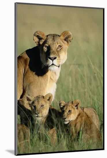 Lioness Sitting with Cubs-Paul Souders-Mounted Photographic Print