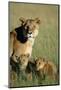 Lioness Sitting with Cubs-Paul Souders-Mounted Photographic Print