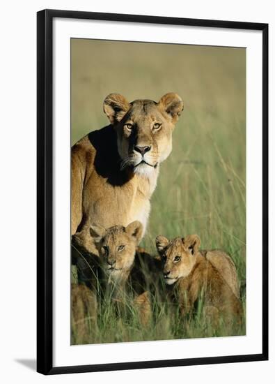 Lioness Sitting with Cubs-Paul Souders-Framed Photographic Print