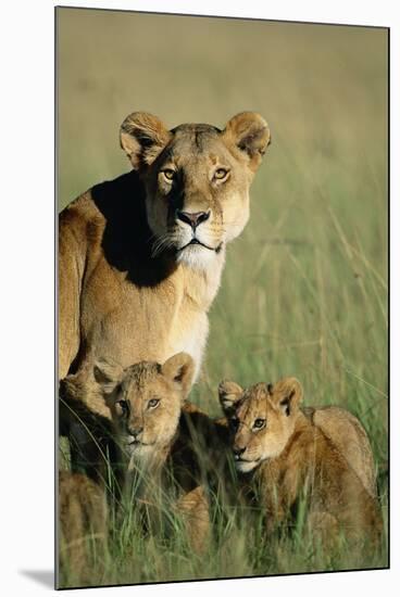 Lioness Sitting with Cubs-Paul Souders-Mounted Photographic Print