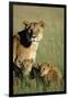 Lioness Sitting with Cubs-Paul Souders-Framed Photographic Print