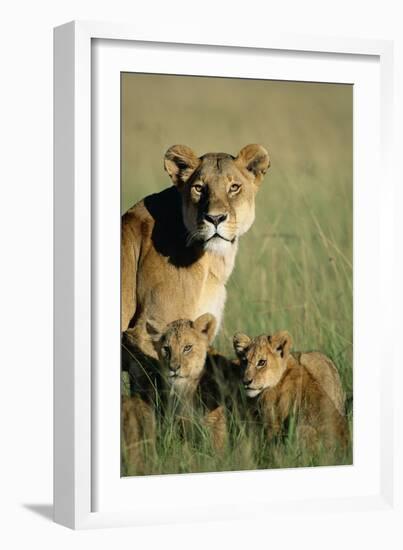 Lioness Sitting with Cubs-Paul Souders-Framed Photographic Print