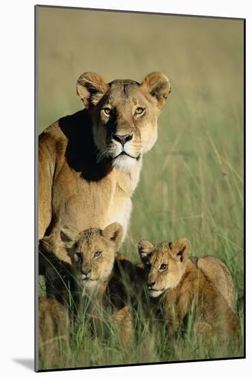 Lioness Sitting with Cubs-Paul Souders-Mounted Photographic Print
