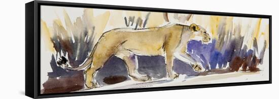 Lioness sketch, 2014-Francesca Sanders-Framed Stretched Canvas