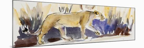 Lioness sketch, 2014-Francesca Sanders-Mounted Giclee Print