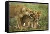 Lioness Snarling at Cubs-null-Framed Stretched Canvas