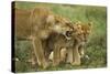 Lioness Snarling at Cubs-null-Stretched Canvas