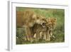 Lioness Snarling at Cubs-null-Framed Photographic Print