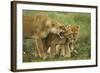 Lioness Snarling at Cubs-null-Framed Photographic Print