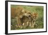 Lioness Snarling at Cubs-null-Framed Photographic Print