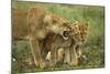 Lioness Snarling at Cubs-null-Mounted Photographic Print