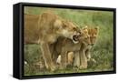 Framed Canvas