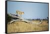 Lioness Standing on Dead Tree, Chobe National Park, Botswana-Paul Souders-Framed Stretched Canvas