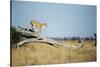 Lioness Standing on Dead Tree, Chobe National Park, Botswana-Paul Souders-Stretched Canvas