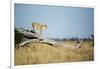 Lioness Standing on Dead Tree, Chobe National Park, Botswana-Paul Souders-Framed Photographic Print