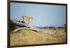 Lioness Standing on Dead Tree, Chobe National Park, Botswana-Paul Souders-Framed Photographic Print