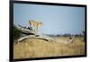 Lioness Standing on Dead Tree, Chobe National Park, Botswana-Paul Souders-Framed Photographic Print
