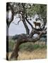 Lioness Surveys Her Surroundings from a Tree in the Tarangire National Park-Nigel Pavitt-Stretched Canvas