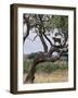 Lioness Surveys Her Surroundings from a Tree in the Tarangire National Park-Nigel Pavitt-Framed Photographic Print