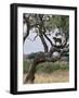 Lioness Surveys Her Surroundings from a Tree in the Tarangire National Park-Nigel Pavitt-Framed Photographic Print