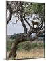 Lioness Surveys Her Surroundings from a Tree in the Tarangire National Park-Nigel Pavitt-Mounted Photographic Print