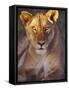 Lioness Tanzania Africa-null-Framed Stretched Canvas