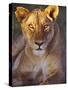 Lioness Tanzania Africa-null-Stretched Canvas