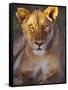 Lioness Tanzania Africa-null-Framed Stretched Canvas