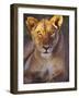 Lioness Tanzania Africa-null-Framed Photographic Print