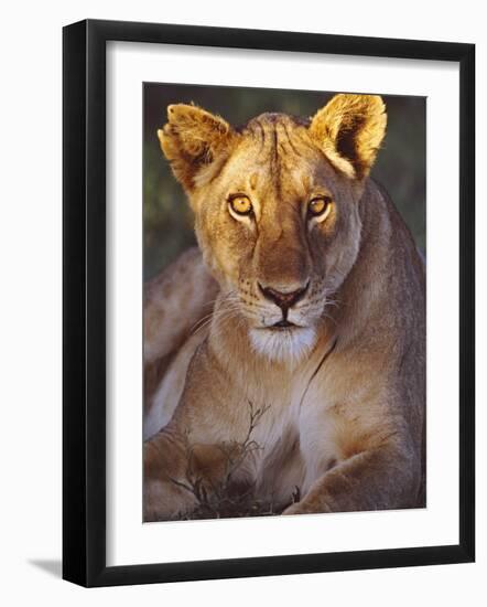 Lioness Tanzania Africa-null-Framed Photographic Print