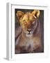 Lioness Tanzania Africa-null-Framed Photographic Print