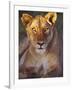 Lioness Tanzania Africa-null-Framed Photographic Print