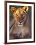 Lioness Tanzania Africa-null-Framed Photographic Print