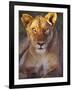 Lioness Tanzania Africa-null-Framed Photographic Print