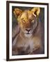 Lioness Tanzania Africa-null-Framed Photographic Print