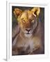 Lioness Tanzania Africa-null-Framed Photographic Print