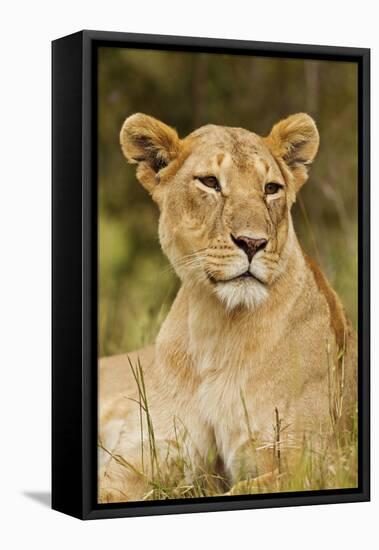 Lioness Up Close, Maasai Mara Wildlife Reserve, Kenya-Jagdeep Rajput-Framed Stretched Canvas