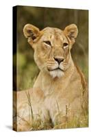 Lioness Up Close, Maasai Mara Wildlife Reserve, Kenya-Jagdeep Rajput-Stretched Canvas