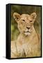 Lioness Up Close, Maasai Mara Wildlife Reserve, Kenya-Jagdeep Rajput-Framed Stretched Canvas