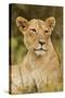 Lioness Up Close, Maasai Mara Wildlife Reserve, Kenya-Jagdeep Rajput-Stretched Canvas