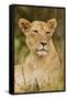 Lioness Up Close, Maasai Mara Wildlife Reserve, Kenya-Jagdeep Rajput-Framed Stretched Canvas